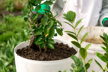 planting a grapefruit plant in a white pot