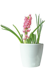 Pink spring flower hyacinth in a flowerpot . isolate on white.. PNG
