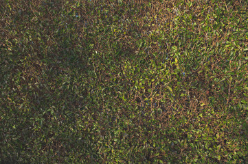 green grass background, texture