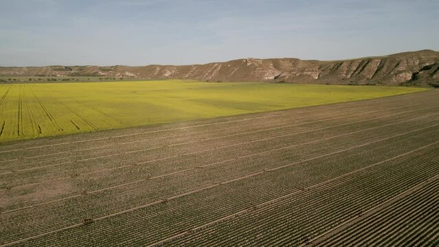 (vista drone) Panor&aacute;mica de una plantaci&oacute;n de patata y colza.
