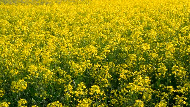 detalle de un campo de flores de la colza.