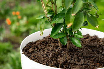 planting a grapefruit plant in a white pot