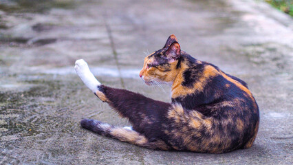 Calico Cats Lying with Raised Legs Pointing