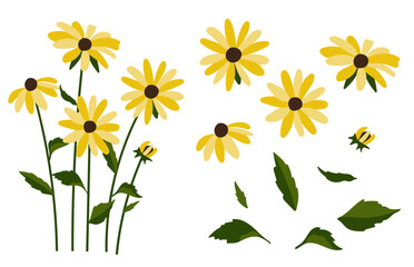 Yellow coneflower background.Eps 10 vector.