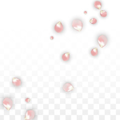 Pink Vector Realistic Petals Falling on Transparent Background.  Spring Romantic Flowers Illustration. Flying Petals. Sakura Spa Design. Blossom Confetti. Design Elements for Wedding Decoration.
