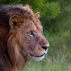 Plakat African lioness, African lion, Panthera leo, carnivore, feline, mammal, black mane lion, mane, predator, ferocious, cub, felidae, diurnal, nocturnal, big cat, pride, roar, lion, male, wild, animal, wi