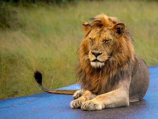Black maned lion sitting in the road with both eyes closed in a prayer position 