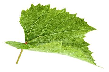 Grape leaf, isolated on white background, full depth of field