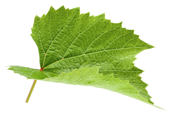 Grape leaf, isolated on white background, full depth of field