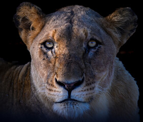 Lioness staring intently at the photographer with the early rays of sunshine illuminating her face.  