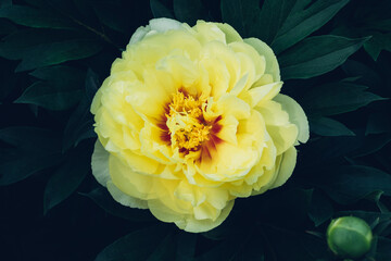 Beautiful fresh yellow peony flowers in full bloom in the garden, close up. Summer natural flowery background. © Iryna