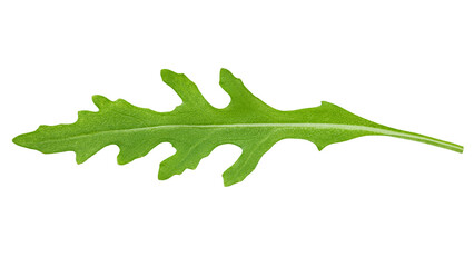 Arugula, rocket, eruca, rucola, isolated on white background, full depth of field