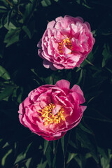Beautiful fresh pink peony flowers in full bloom in the garden against dark green leaves, close up. Summer natural floral background.