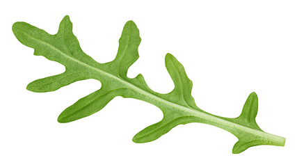 Arugula, rocket, eruca, rucola, isolated on white background, full depth of field