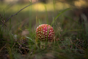 Poison amanita in the forest