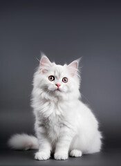 Naklejka na ściany i meble Cute cat, a white kitten posing in a studio against a gray background. Generative AI