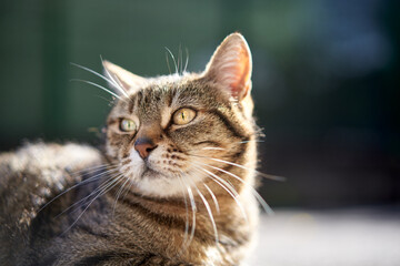 Closeup of a domestic cat. Isolated on background. Sunny day. Looking away from camera. No people.