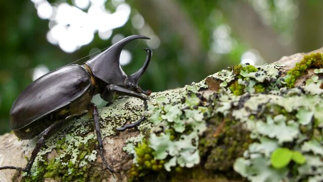 Close up side view large horned male rhinoceros beetle hercules beetle