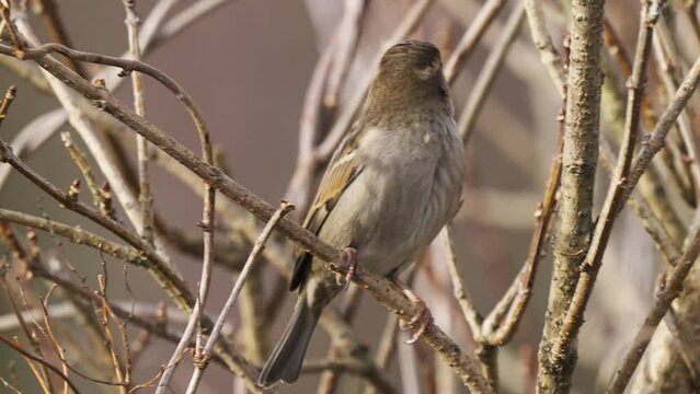 Female House Sparrow or Sind sparrow Perched and Jumps up on Shrub Twigs in Slow Motion