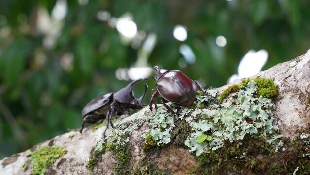Two hercules beetles confront each other on branch, rhinoceros beetle
