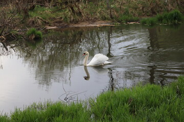 swan swimming