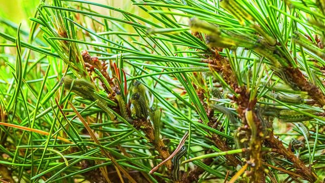 worms that are eating pine needles. European Pine Sawfly of wasp-like family. larvae small black head, and a stripped back. time lapse of insects eating. nature animals pine thorns or needles.