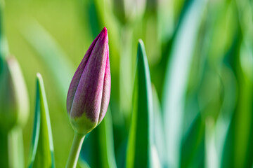 Close-up of an unopened tulip bud against a background of grass.