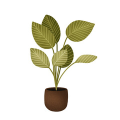 Potted Plant