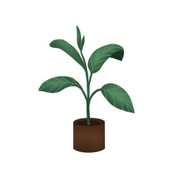 Potted Plant