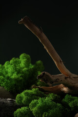 Moss, different backgrounds for nature concept, moss and wood, moss and stones