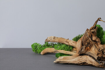 Moss, space for text, concept of different backgrounds