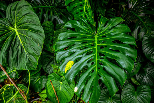 Tropical banana leaf texture, large palm foliage nature dark green background © Parichart