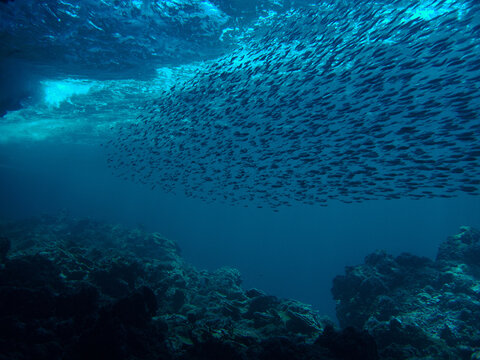 Underwater photo of school of small fish in the deep blue sea