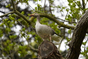 Exceptional, Greylag goose looking for a nesting place in the tree (Anser anser) Anatidae family. Hanover, Germany.