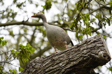 Exceptional, Greylag goose looking for a nesting place in the tree (Anser anser) Anatidae family. Hanover, Germany.