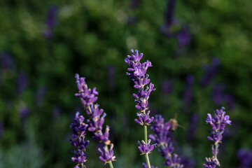 Small flowers of purple lavender in the rays of the sun