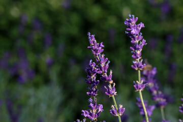 Obraz premium Small flowers of purple lavender in the rays of the sun