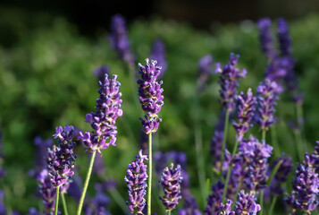 Obraz premium Small flowers of purple lavender in the rays of the sun