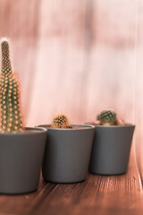 decoraciones, flor, regalo, vacaciones, madera, mesa, close-up, dorada, actualidad, cactus, zapatos, barilla, galicia, peluche, ardilla, marron, adrillas, campo