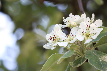 White blooming apple blossoms in the light of the sun