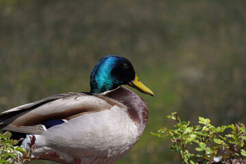 Mallard: wild duck standing on the edge of the water in the rays of the sun