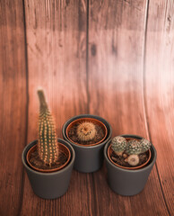 decoraciones, flor, regalo, vacaciones, madera, mesa, close-up, dorada, actualidad, cactus, zapatos, barilla, galicia, peluche, ardilla, marron, adrillas, campo