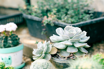 Cactus in small pots are planted in the greenhouse.