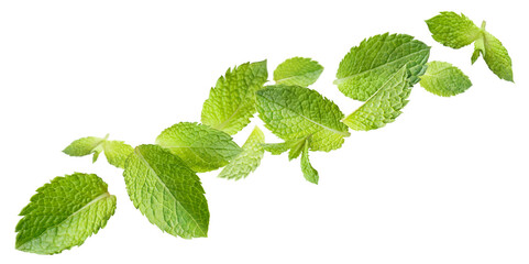 Obraz na płótnie Canvas Flying leaves of fresh mint, cut out