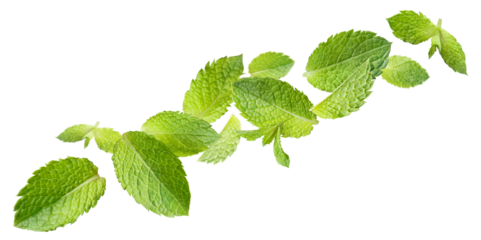 Flying leaves of fresh mint, cut out