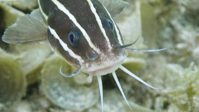 Close-up shot of a striped-eel catfish (Plotosus lineatus), slow motion.