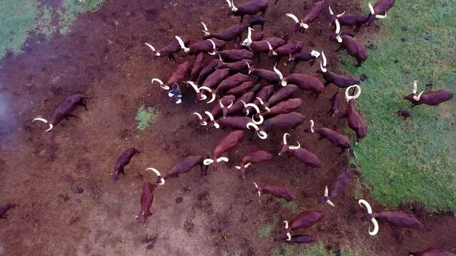 Aerial View Of Ankole Watusi Cattle Herd In The Farm In Uganda.