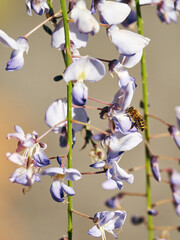 A honeybee on a wisteria.