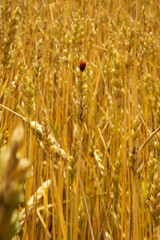 a red ladybird in a wheat field
