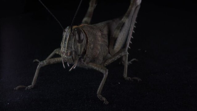 Fascinating Insect with Big Eyes and Long Legs: Detailed Features of the Grasshopper Moving Slowly